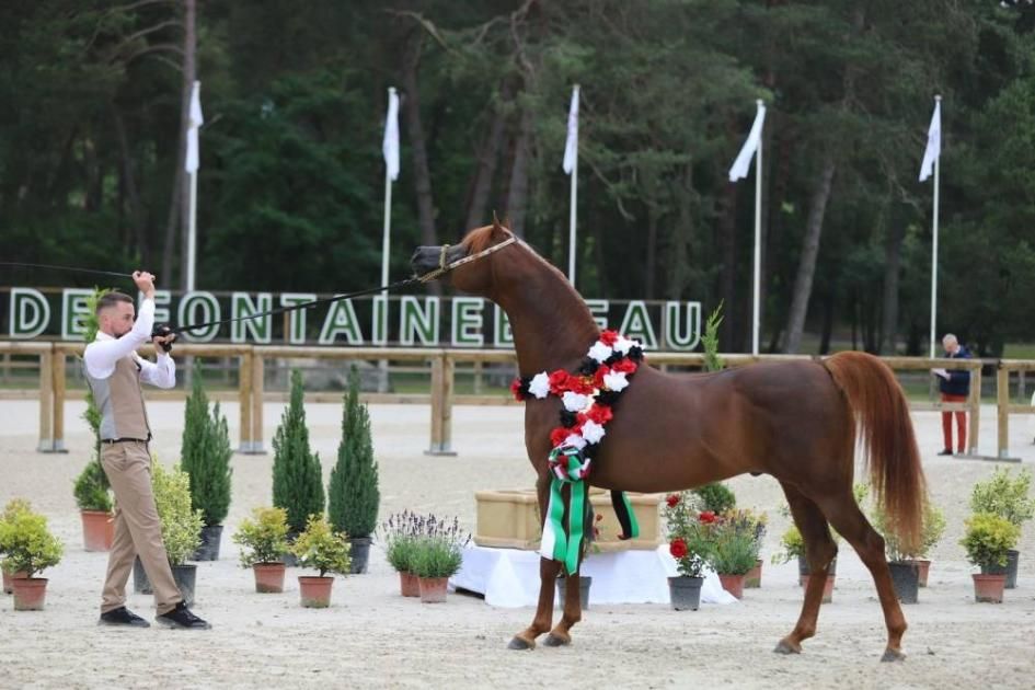 مصر تستضيف كأس الإمارات لجمال الخيل