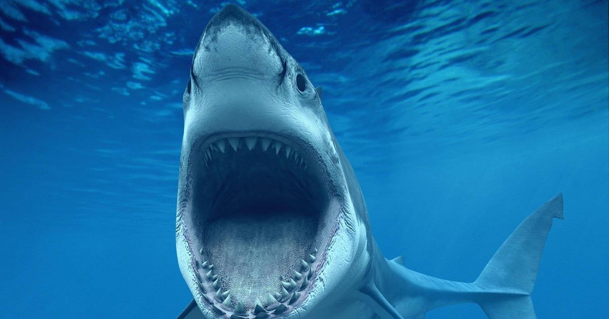 رغم شراستها المعهودة.. أسماك قرش تبتسم للكاميرا (صور)