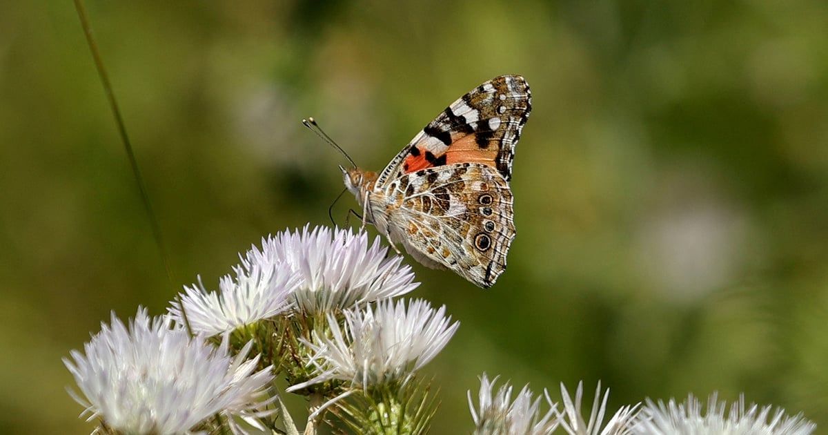 حقيقة صادمة.. الشاهد على صحة كوكب الأرض في خطر (صور)