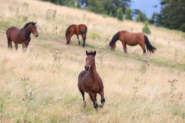 مثل البشر.. "تكتيكات" تعتمدها الحيوانات لمواجهة الطقس الحار(صور)
