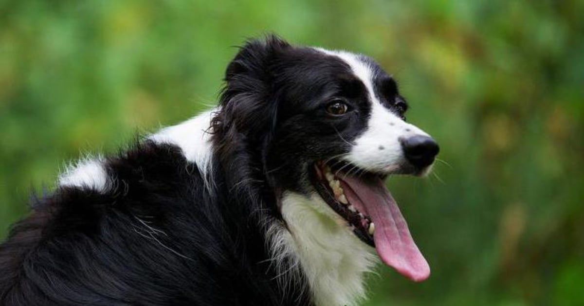 مثل البشر.. "تكتيكات" تعتمدها الحيوانات لمواجهة الطقس الحار(صور)