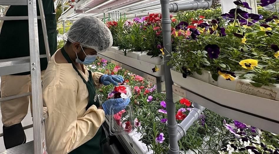 مزرعة «جرينيريشن» العمودية في دبي.. 70 صنفاً من المحاصيل النادرة