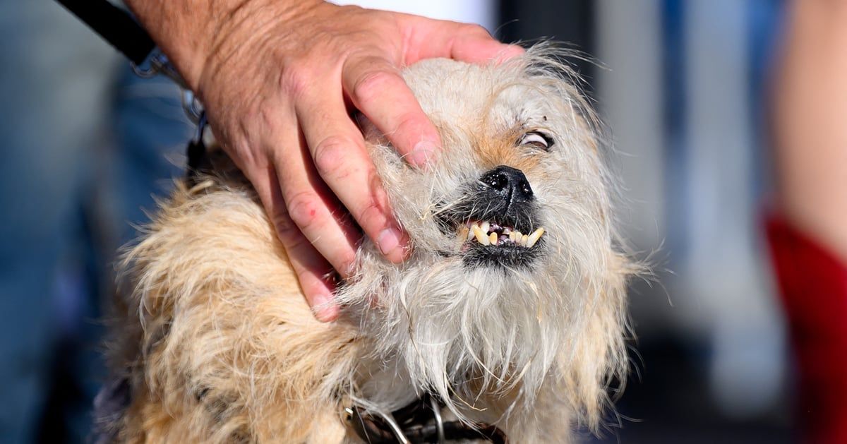 بعد خسارته 4 مرات.. الكلب "وايلد ثانغ" يفوز بجائزة الأبشع في العالم (صور)