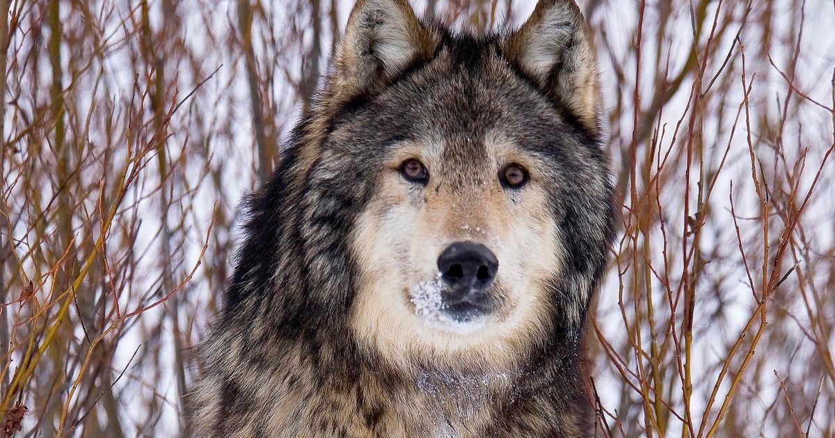 العثور على مومياء ذئب عمرها 44 ألف عام