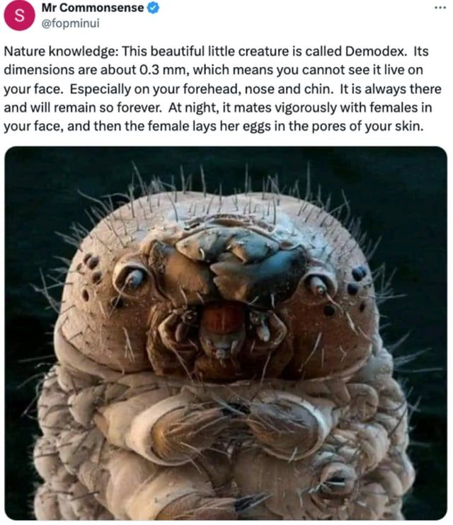 مخلوق مجهري يعيش على الوجه يثير الذعر بين رواد فيسبوك.. ما حقيقته؟