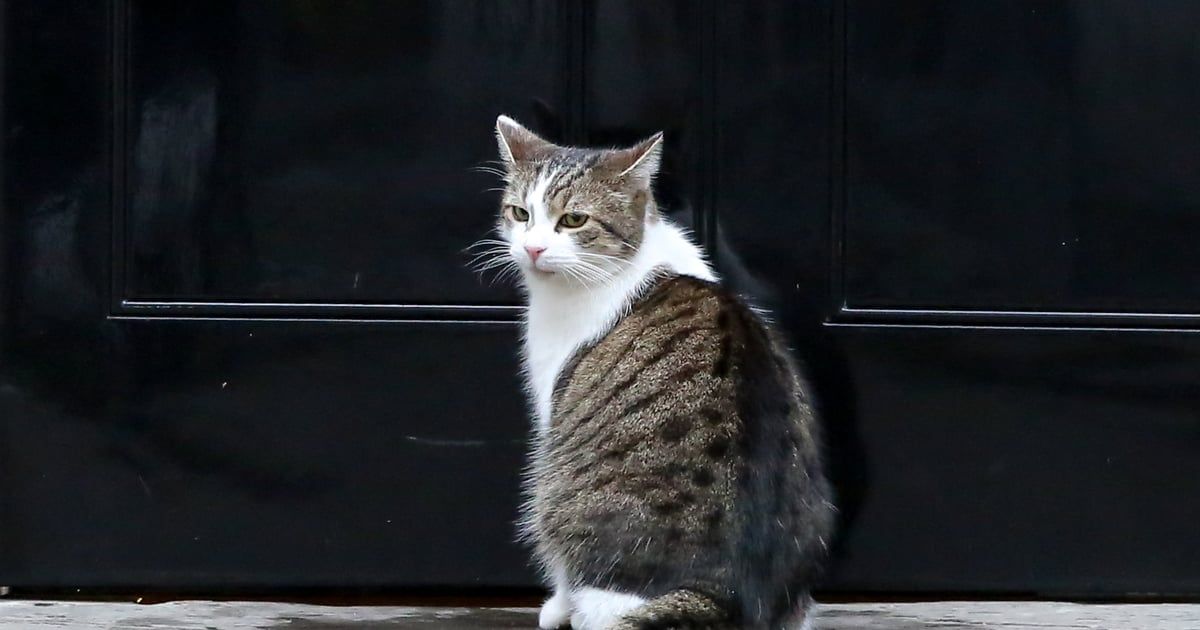 "القط لاري" يستعد لاستقبال رئيس الوزراء البريطاني الجديد في مقرّه