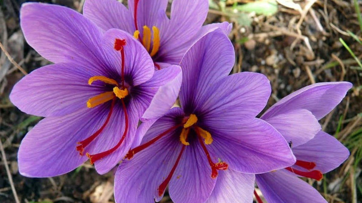 الزعفران.. زهرة الاكتفاء والحلم بالثروة عند السوريين‎