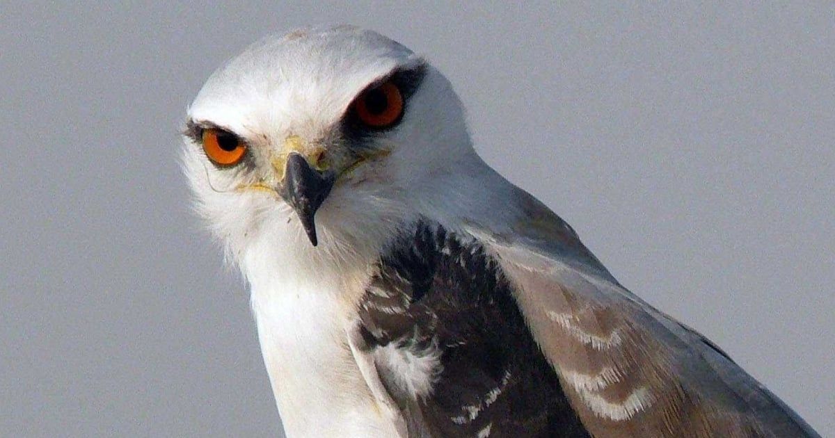 الحدأة.. طائر جارح ينشر الجحيم في الغابات (فيديو)