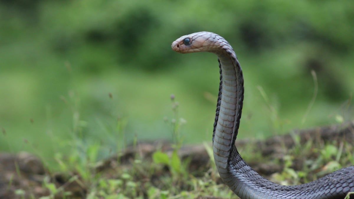 شاب سعودي ينجو من موت محقق بسبب هواية غير مألوفة (فيديو)‎