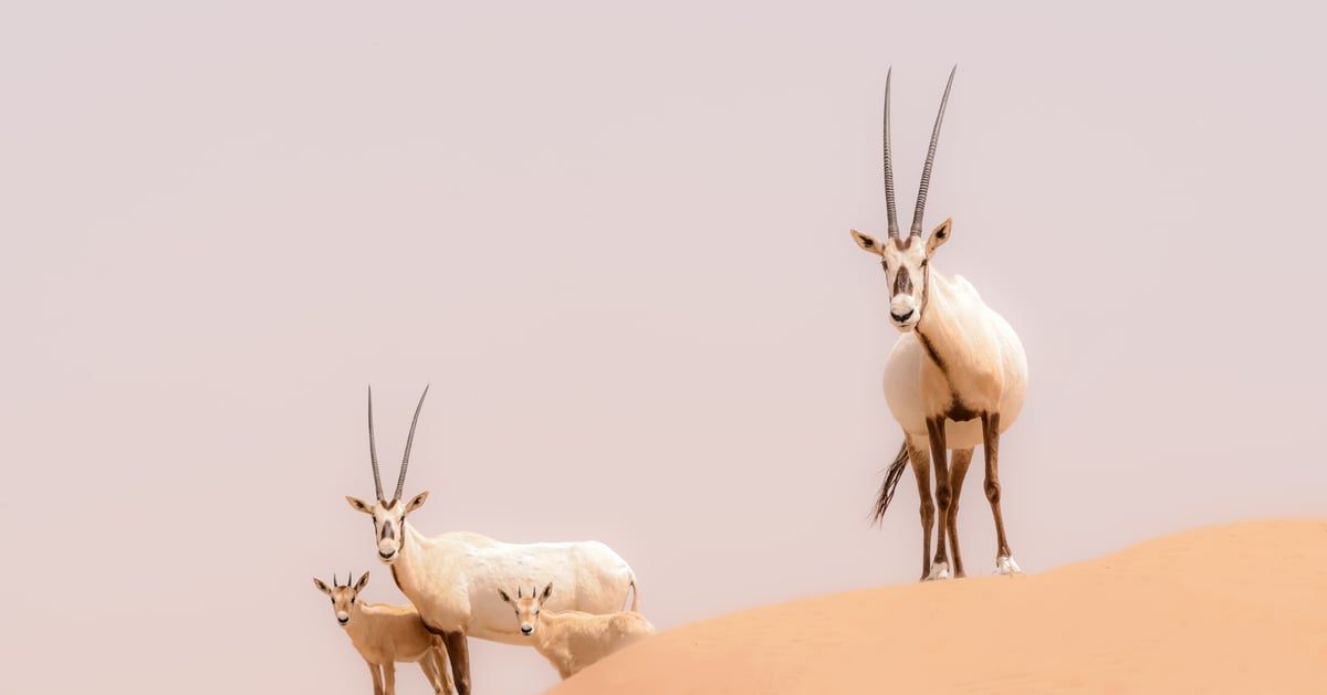 السعودية.. ولادة أول مها عربي مهدد بالانقراض