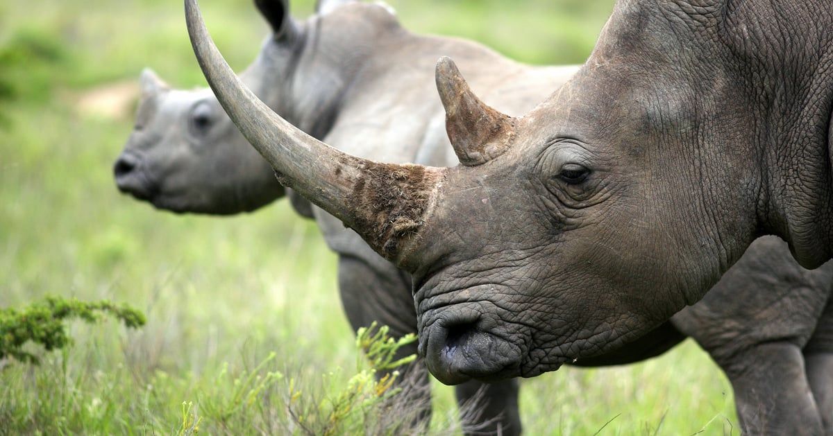 ما سبب حقن قرون وحيد القرن بمواد مشعة في جنوب أفريقيا؟