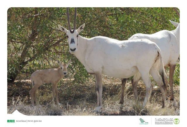 السعودية.. ولادة أول مها عربي مهدد بالانقراض
