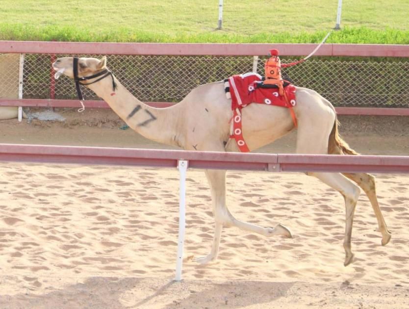 منافسات قوية لسنّ الحقايق في شارة طحنون بن محمد بميدان الذيد