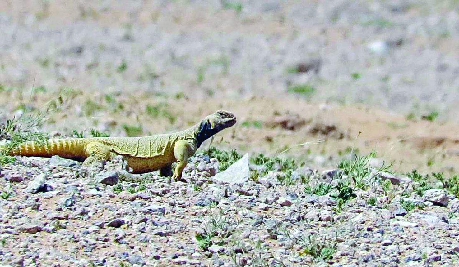 ما هو الضب المصري وما هي شهرته بالسعودية وكيف يعيش؟ - موقع الخليج الان