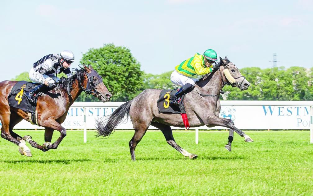 كأس زايد للخيول العربية يجتذب النخبة في وارسو