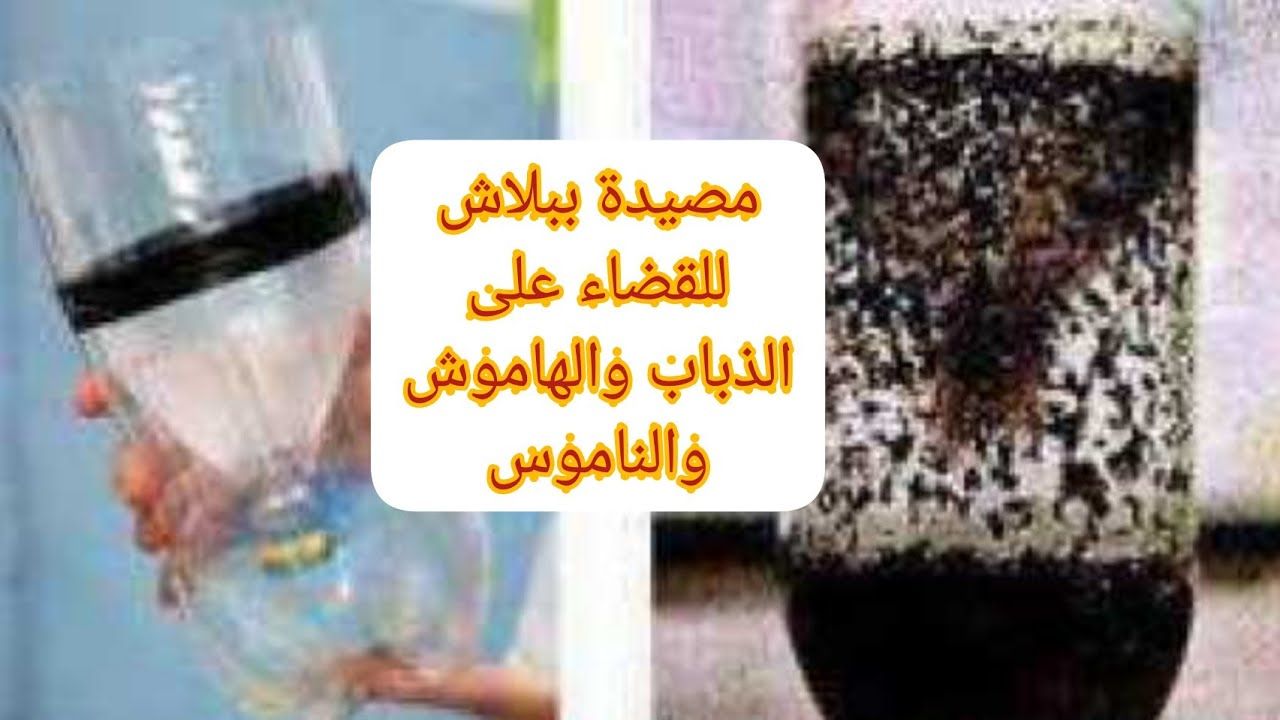 التخلص من الذباب والناموس في أقل وقت بوصفات بسيطة وسهلة وفعالة