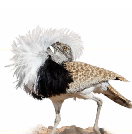 اغرب الحيوانات في البئية السعودية من هو قاهر لهيب صحراء ومراوغ الرمال - موقع الخليج الان