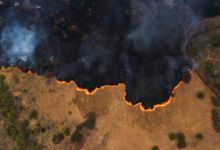 جوجل تستخدم الأقمار الصناعية لرصد حرائق الغابات - موقع الخليج الان