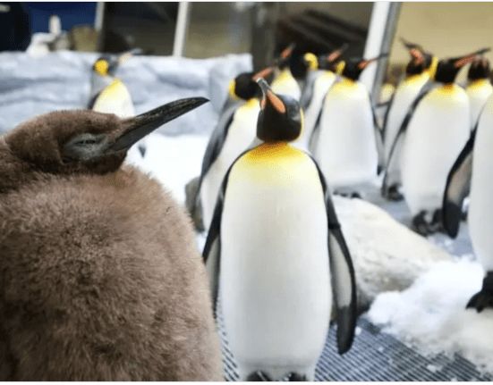 يتابعه 1.9 مليار شخص.. بطريق ضخم يصبح نجما على مواقع التواصل