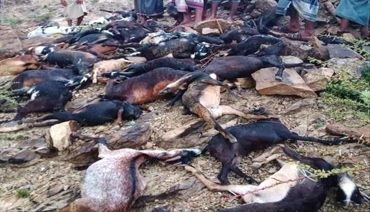 صاعقة رعدية تسبب نفوق 35 رأساً من الأغنام في ريف تعز