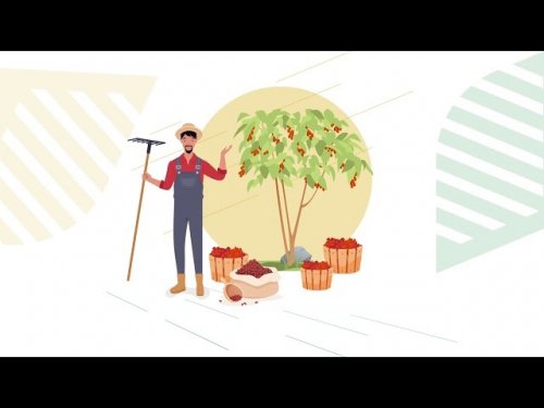 دعم ريف لزراعة البن