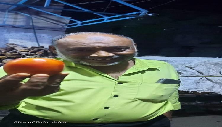 ارتفاع جديد في أسعار الطماطم 500 ريال سعر الحبة بعدن