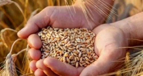 سعر الأرز الشعير الآن 2024 بعد اليوم السابع من موسم الحصاد في مصر