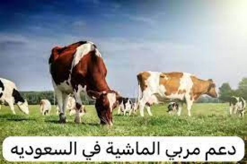 كيفية التقديم في برنامج دعم المواشي 1446