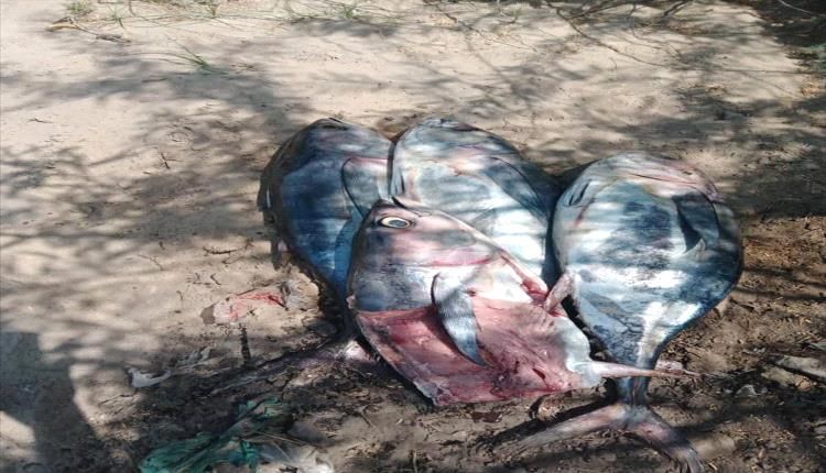 ضبط سمك تالف بسوق الأسماك بزنجبار