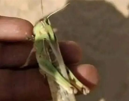 الجراد يغزو دولة عربية.. أكل الأخضر واليابس! (فيديو)