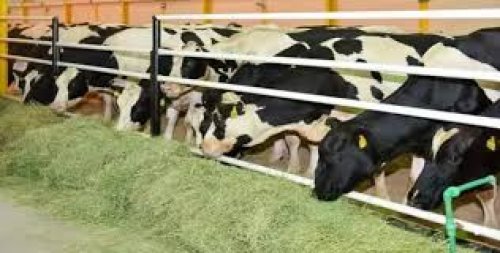 متي موعد نزول دعم المواشي شهر نوفمبر 2024 وطريقة الاستعلام عن دعم مربي المواشي