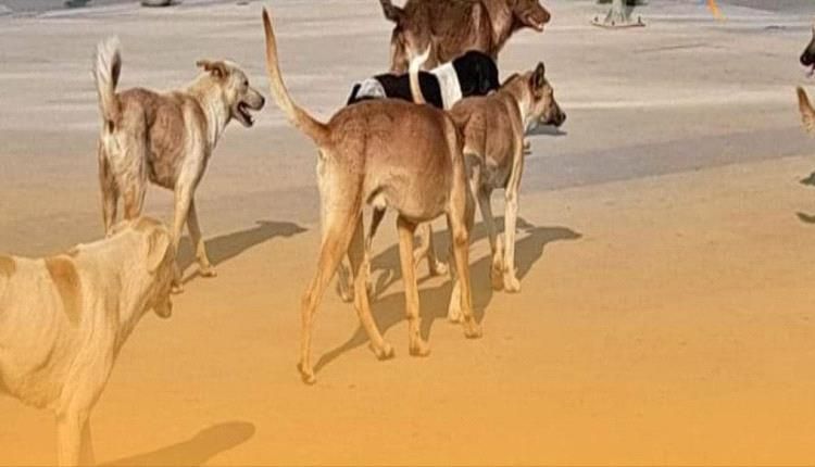 استعدادات لتنفيذ حملة ضد الكلاب الضالة والمسعورة بالحوطة لحج