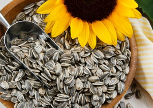 مش هتبطل تاكله مهما حصل .. 7 فوائد سحرية لتناول اللب السوري والسوبر كل يوم ياريتني عرفتها من زمان