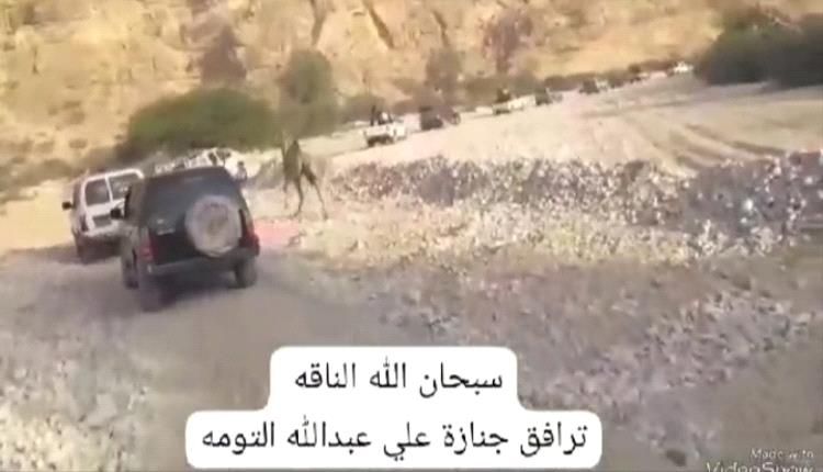 ناقة تشارك في مراسيم تشييع مالكها في حبان بشبوة