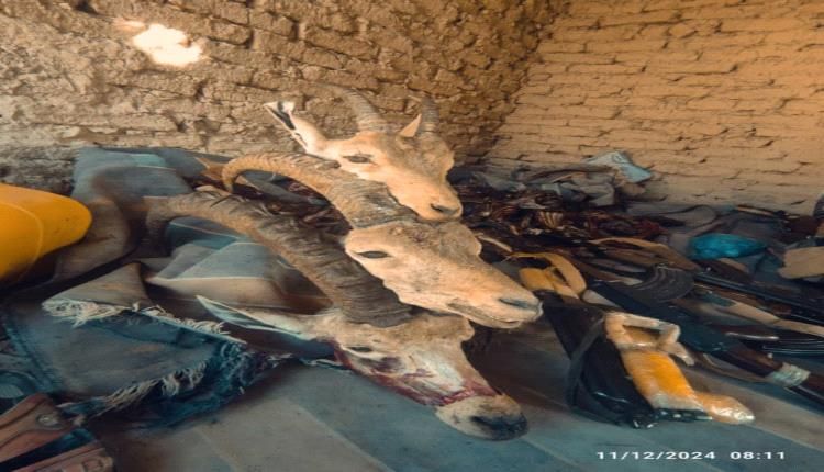 نداء إلى الحكومة والسلطة لوقف المجازر البشعة التي تتعرض لها الوعول والحيوانات البرية في حضرموت