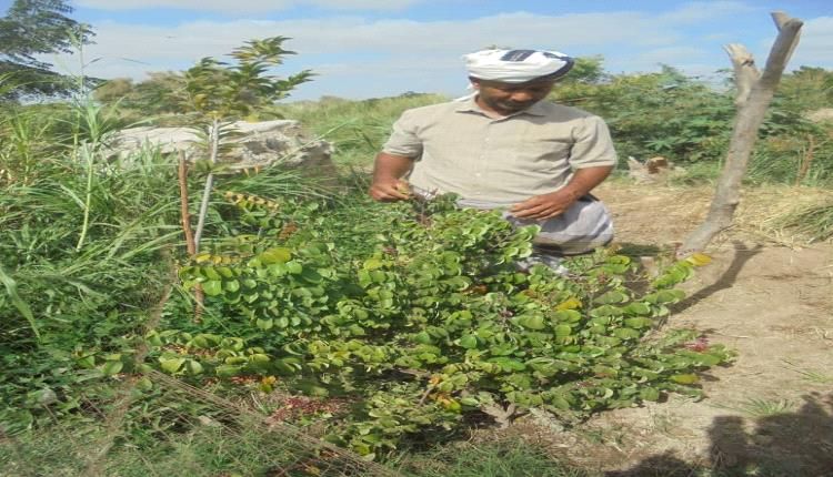 مزارع في لحج يعيد زراعة فاكهة الجمرك (الكرامبولا) جلب غرستها من الهند..صور