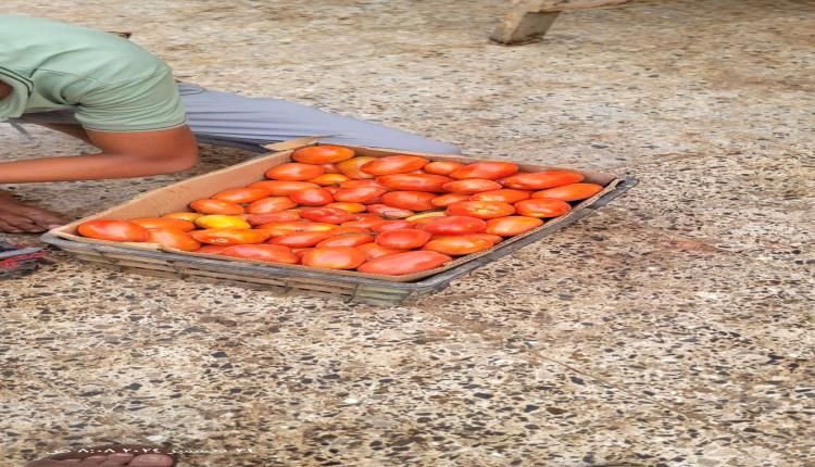 هبوط في أسعار الطماطم اليوم الثلاثاء بعدن
