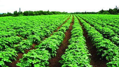 الزراعة المصرية تحقق طفرة إنتاجية.. صادرات إلى 70 دولة وابتكارات تكنولوجية تدعم الأمن الغذائي - الخليج الان