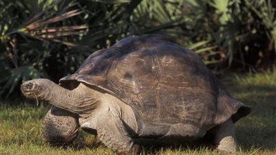 معجزة الأبوة.. سلحفاة تنجب في عامها الـ135 بحديقة ميامي - الخليج الان