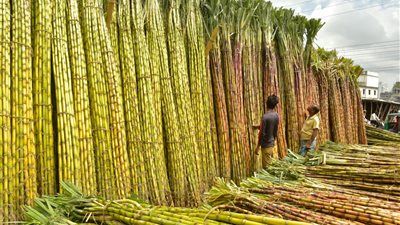 لتقليل استهلاك المياه بنسبة 30% وزيادة إنتاجية المحصول.. جهود الدولة لتطوير منظومة الري لزراعة قصب السكر - الخليج الان