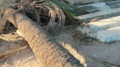 مصرع طفلة سقطت عليها نخلة في قنا - الخليج الان