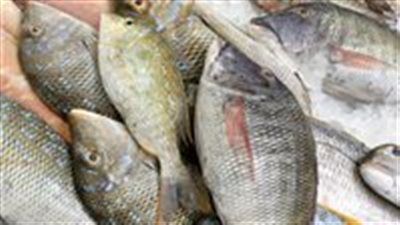 انخفاض البلطي والماكريل.. أسعار الأسماك اليوم الأربعاء 18 يونيو في الأسواق - الخليج الان