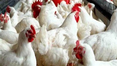 اتحاد منتجي الدواجن: أبرمنا اتفاقًا مع البنك الزراعي المصري لتوفير قروض ميسّرة بفائدة 5٪ للمزارع الصغيرة - الخليج الان