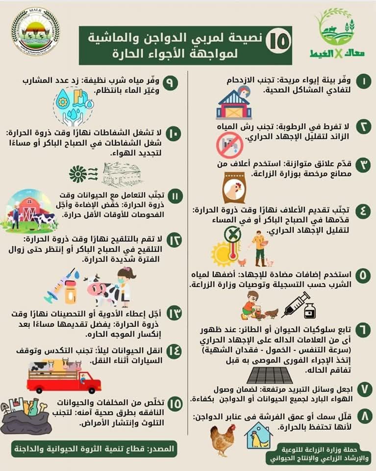 15 نصيحة لتخفيف تأثير الحرارة وتجنب الإجهادات الحرارية على الدواجن والماشية - الخليج الان