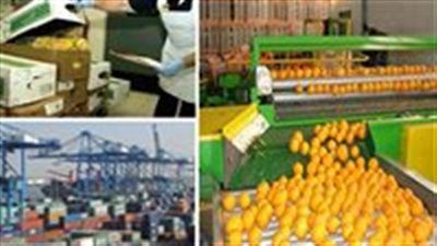 "الزراعة" تعلن ارتفاع صادرات مصر الزراعية إلى 5.2 مليون طن خلال النصف الأول من العام الجاري - الخليج الان