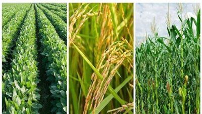 تهديد الأمن الغذائي رغم محاولات التكييف الزراعي.. دراسة تكشف أثر المناخ على المحاصيل الزراعية - الخليج الان