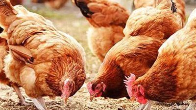 أسعار الدواجن والبيض اليوم الثلاثاء 24 يونيو 2025 في البورصة والأسواق - الخليج الان