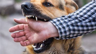 ننشر اسماء المصابين بعقر كلب ضال بالغربية - الخليج الان