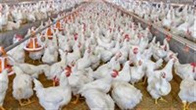 أسعار الفراخ اليوم الأحد 29 يونيو في بورصة الدواجن والأسواق - الخليج الان