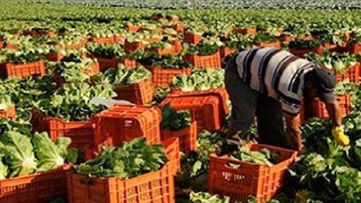 الزراعة والتصدير.. سوق الأسمدة فى مصر يواجه أزمة جديدة|تفاصيل - الخليج الان